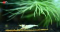 Crystal Black Shrimp Caridina cantonensis sp. "Black" grade SSS +